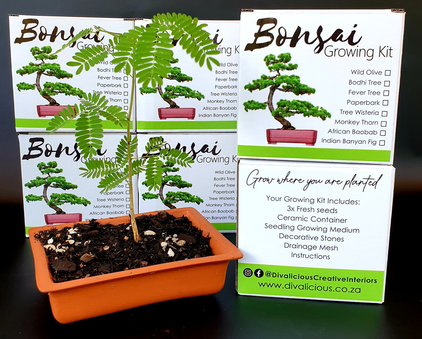 Bonsai Growing Kit - Indian Banyan Fig