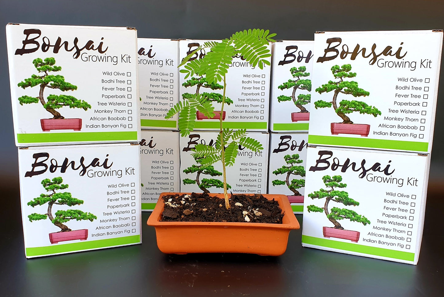 Bonsai Growing Kit - Monkey Thorn Tree