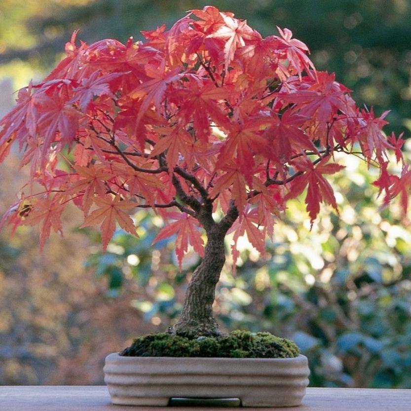 Bonsai Growing Kit - Maple Tree