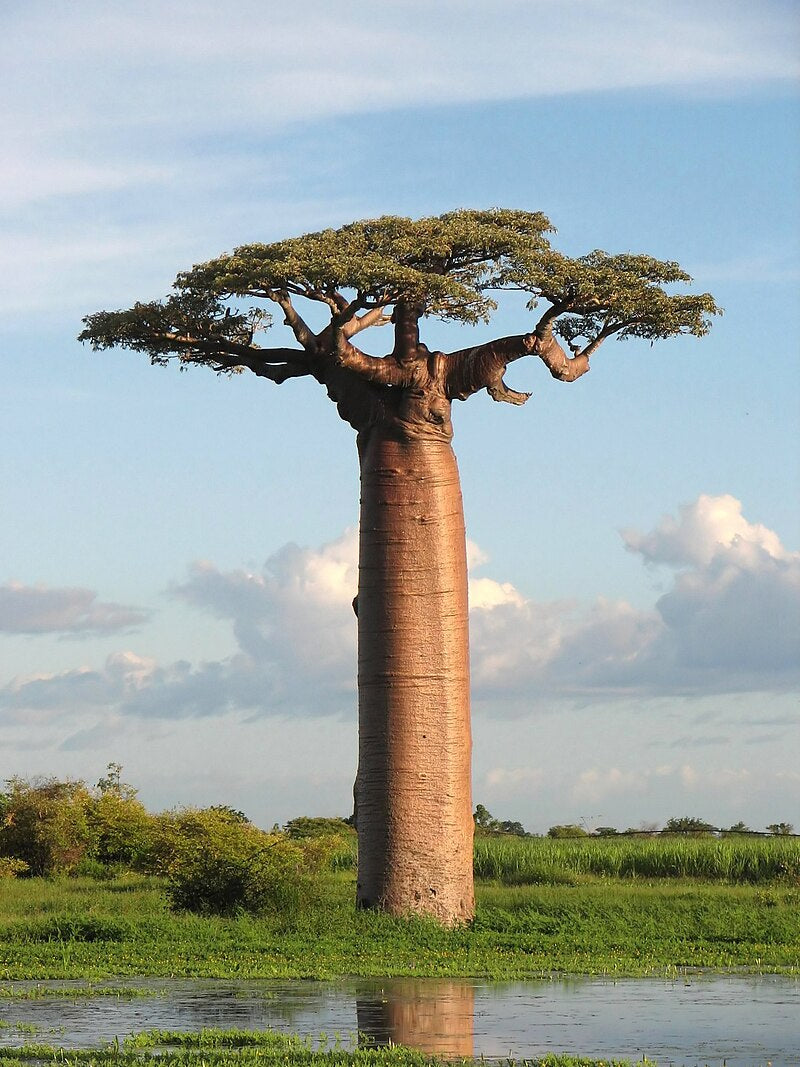 Bonsai Growing Kit - African Baobab