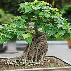 Bonsai Growing Kit - Bodhi Tree