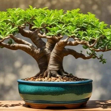 Bonsai Growing Kit - African Baobab