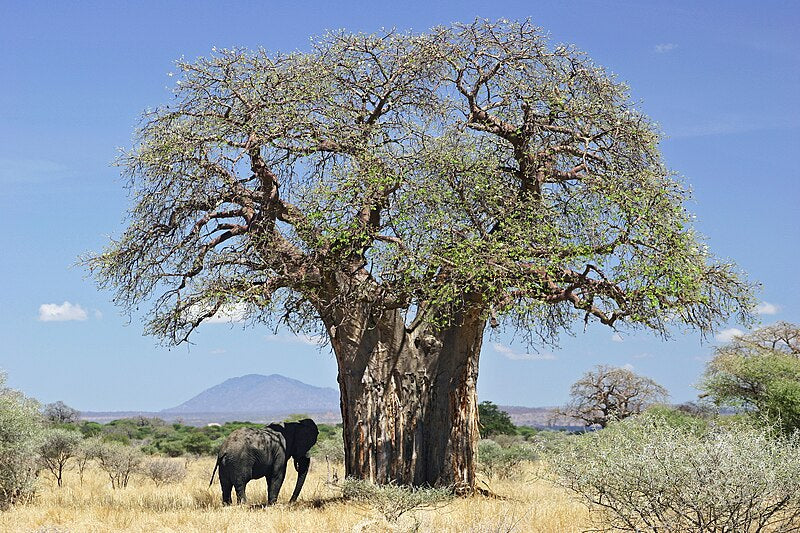 Bonsai Growing Kit - African Baobab