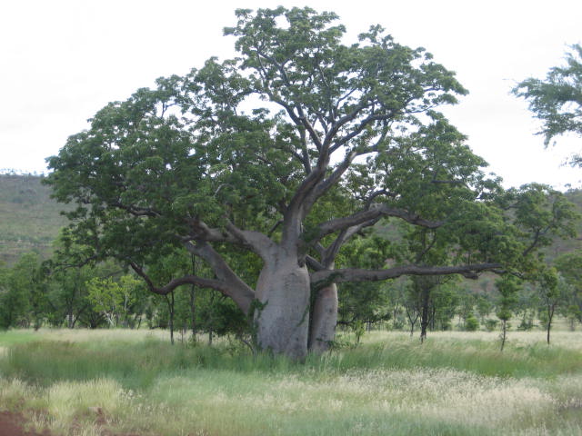 Bonsai Growing Kit - African Baobab