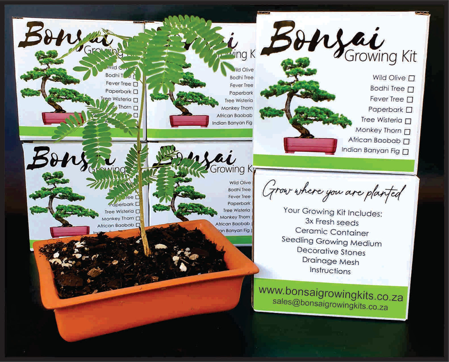 Bonsai Growing Kit - Bodhi Tree