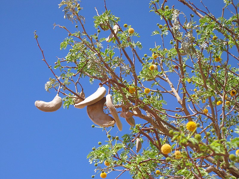 Bonsai Growing Kit - Camel Thorn