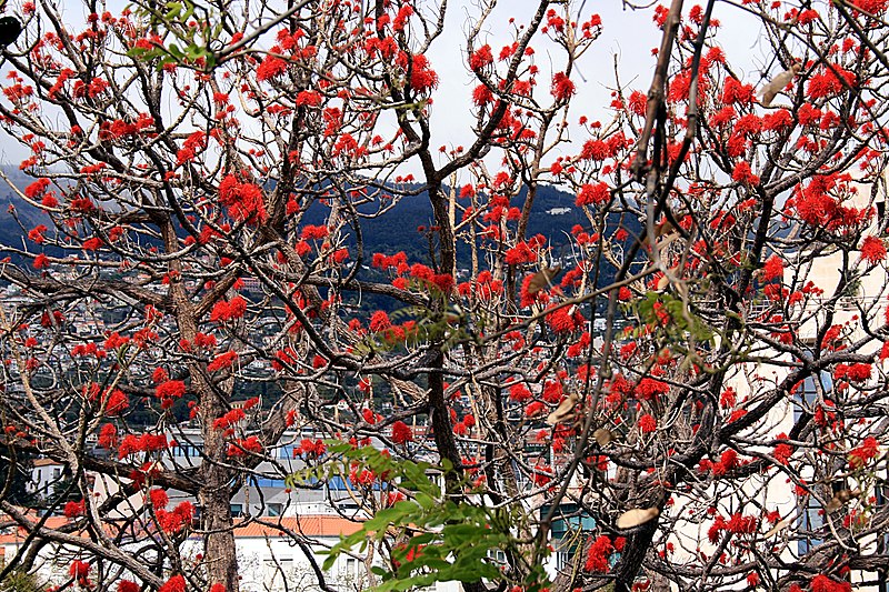 Bonsai Growing Kit - Coral Tree