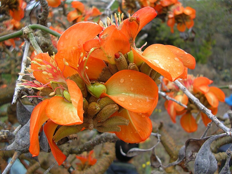 Bonsai Growing Kit - Coral Tree