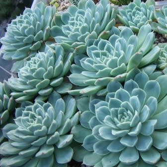 Succulent Growing Kit - Echeveria Elegans