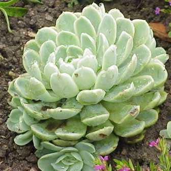 Succulent Growing Kit - Echeveria Elegans