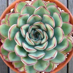 Succulent Growing Kit - Echeveria Pulidonis