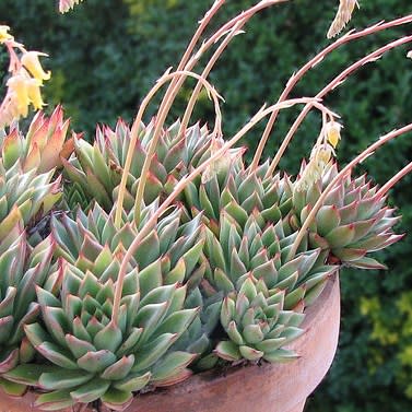 Succulent Growing Kit - Echeveria Pulidonis