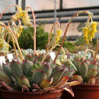 Succulent Growing Kit - Echeveria Pulidonis