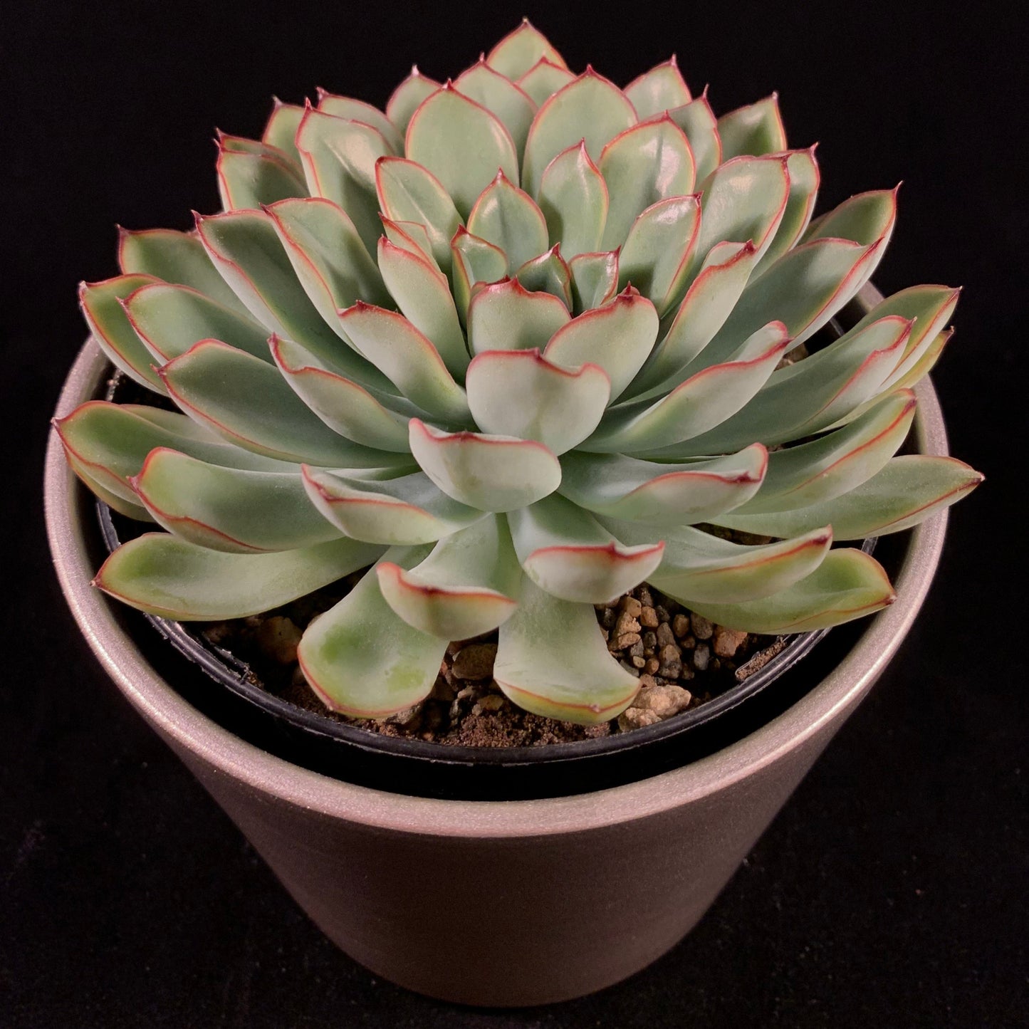 Succulent Growing Kit - Echeveria Pulidonis