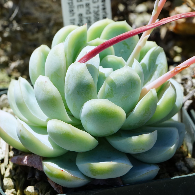 Succulent Growing Kit - Echeveria Elegans