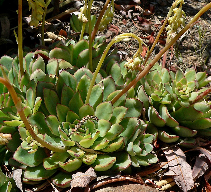 Succulent Growing Kit - Echeveria Pulidonis