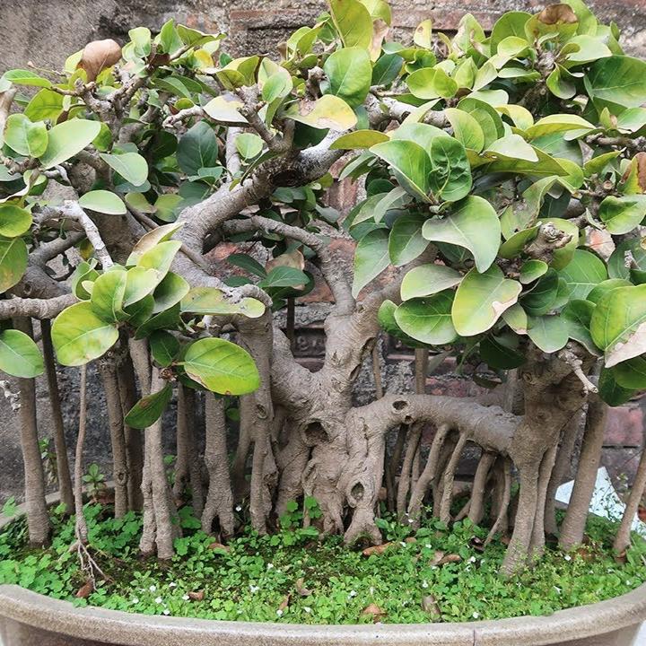 Bonsai Growing Kit - Indian Banyan Fig