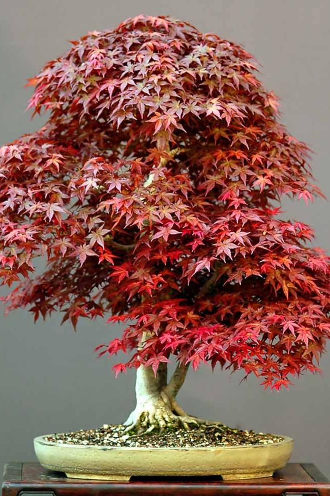 Bonsai Growing Kit - Maple Tree