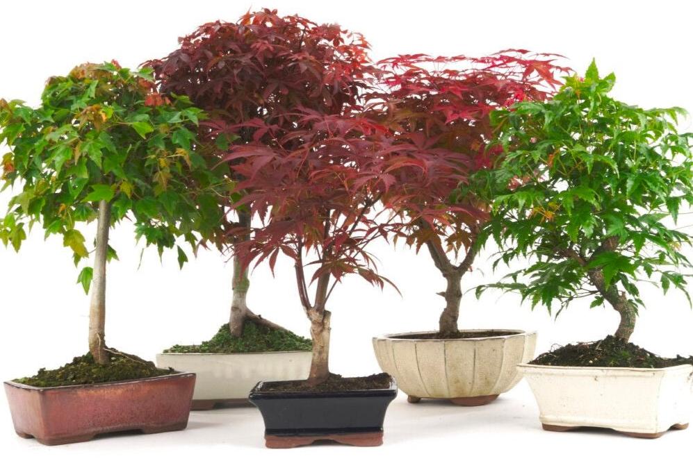 Bonsai Growing Kit - Maple Tree