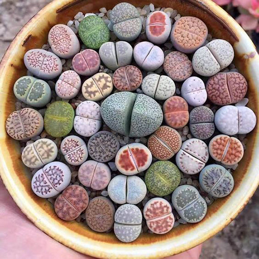 Lithops Growing Kit