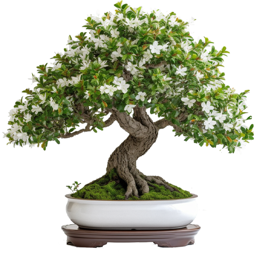 Bonsai Growing Kit - Myrtle