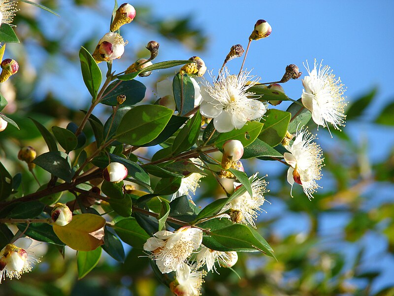 Bonsai Growing Kit - Myrtle