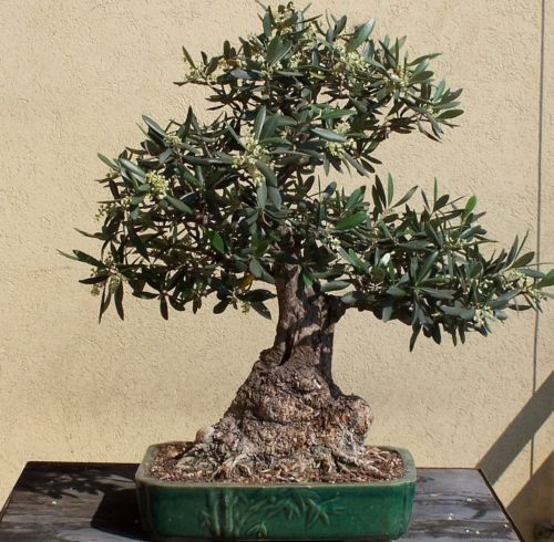 Bonsai Growing Kit - Wild Olive