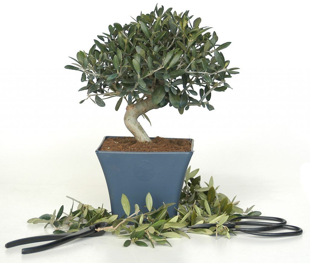 Bonsai Growing Kit - Wild Olive