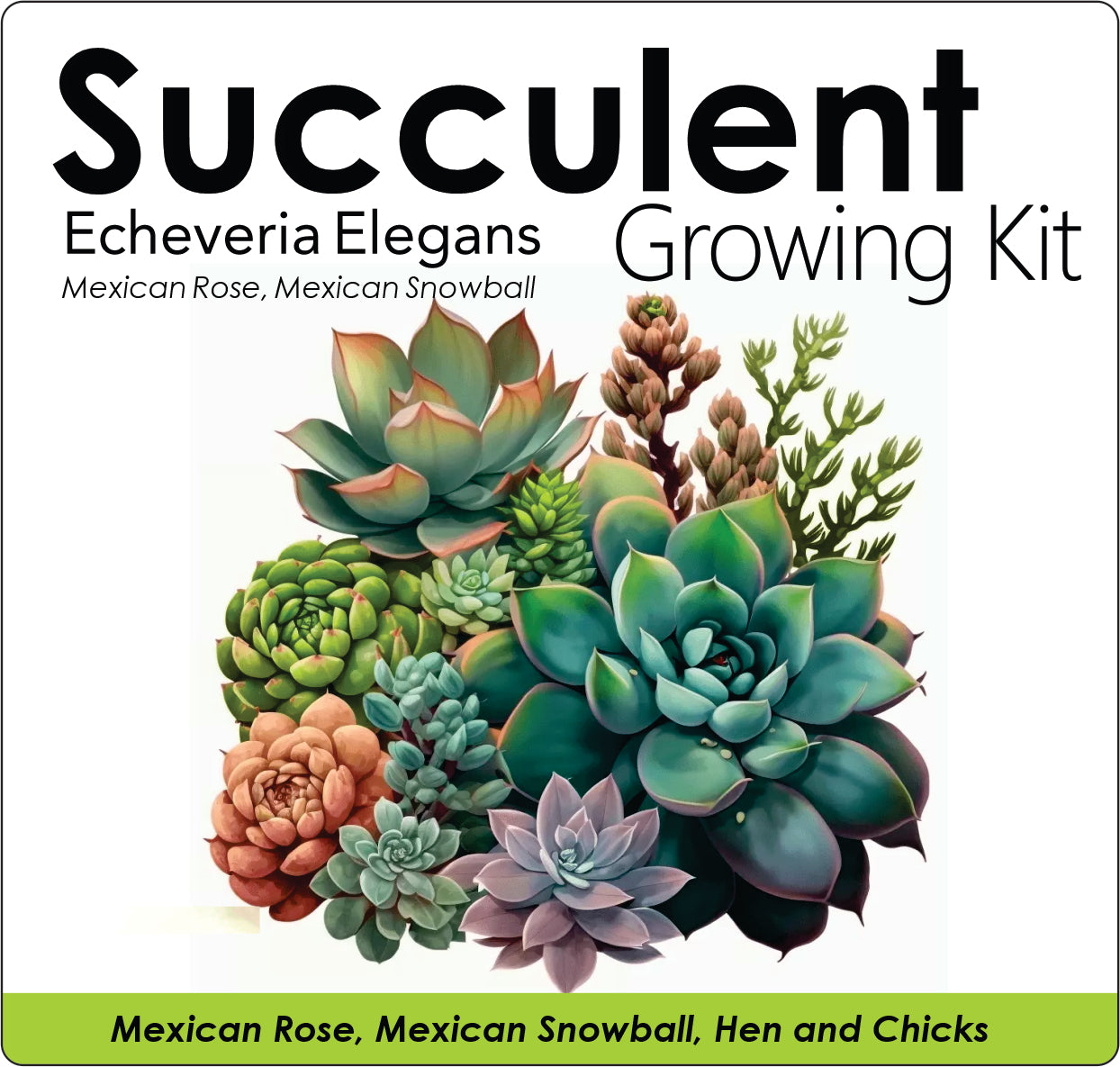 Succulent Growing Kit - Echeveria Elegans