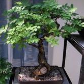 Bonsai Growing Kit - Monkey Thorn Tree