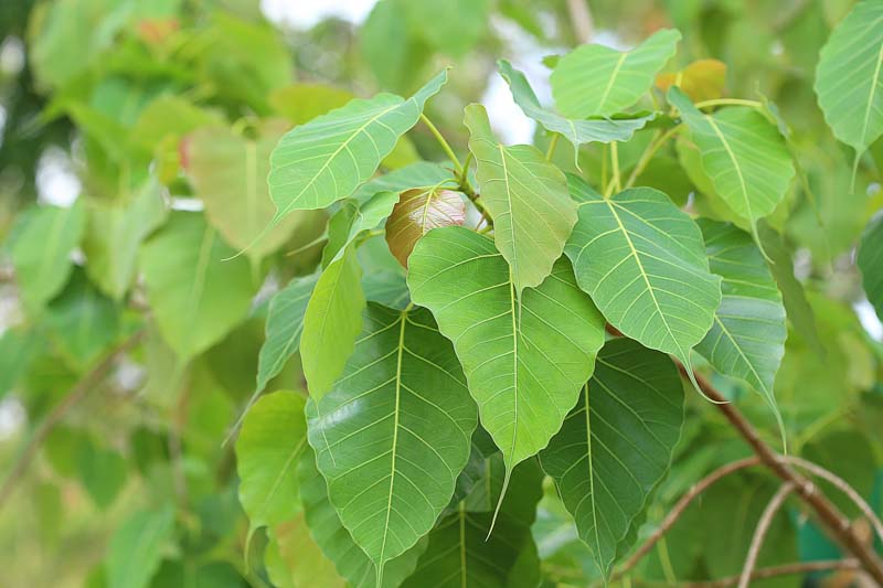 Bonsai Growing Kit - Bodhi Tree