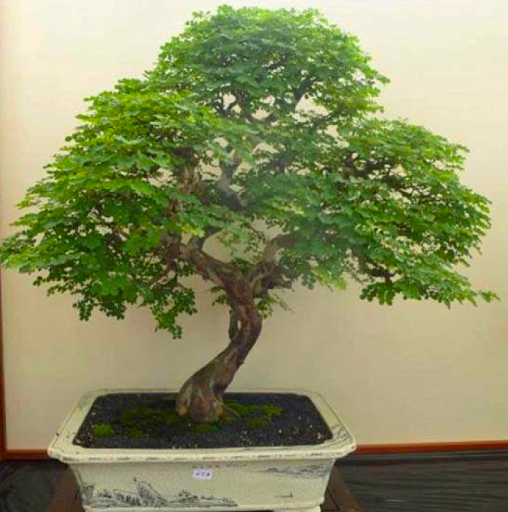 Bonsai Growing Kit - Leopard Tree, Brazilian Ironwood