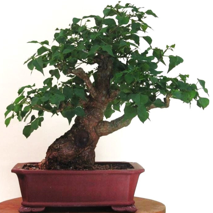 Bonsai Growing Kit - Coral Tree