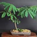 Bonsai Growing Kit - Paperbark Tree