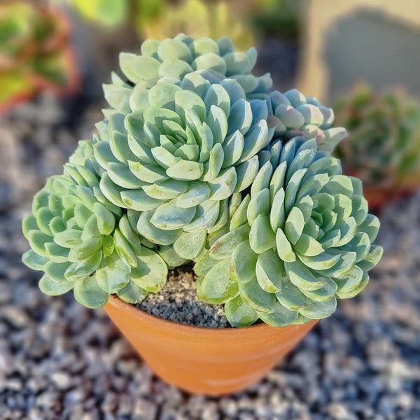 Succulent Growing Kit - Echeveria Elegans