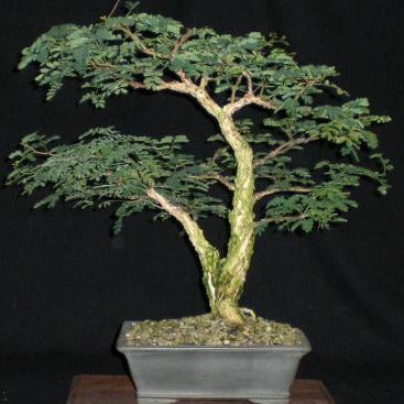 Bonsai Growing Kit - Fever Tree