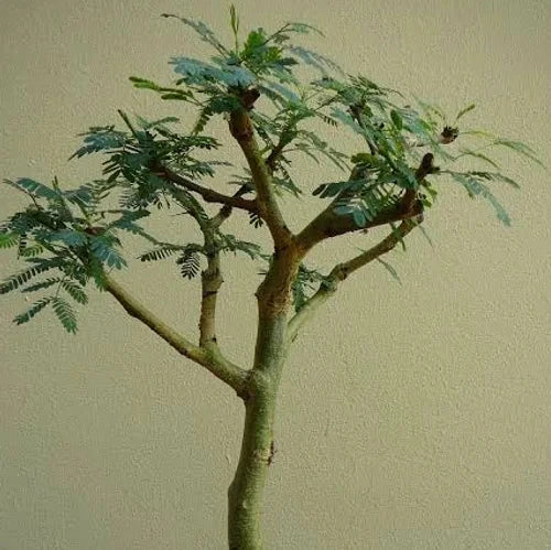 Bonsai Growing Kit - Fever Tree