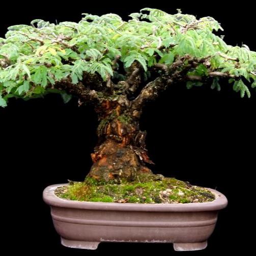 Bonsai Growing Kit - Camel Thorn