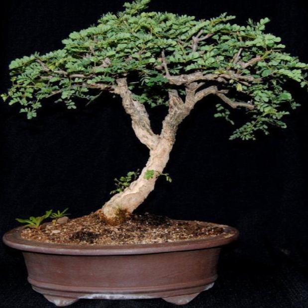 Bonsai Growing Kit - Monkey Thorn Tree