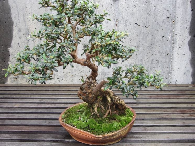 Bonsai Growing Kit - Wild Olive