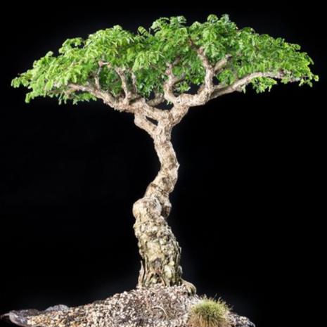 Bonsai Growing Kit - Paperbark Tree